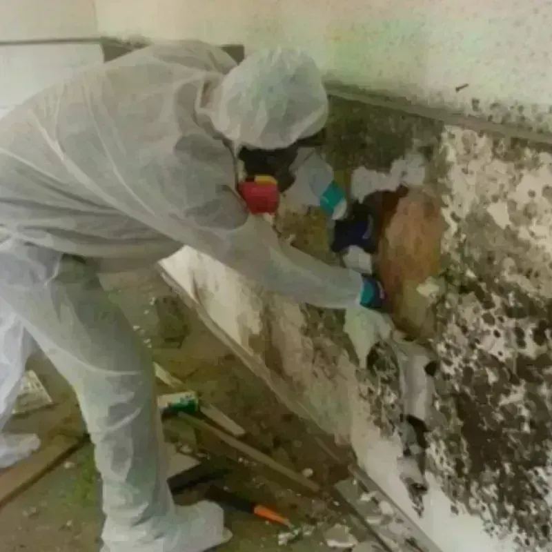 Mold Remediation and Removal in West Gate, FL